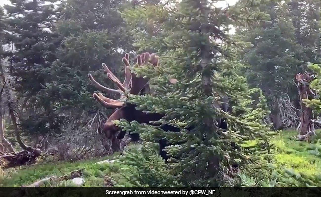 He Was Filming A Moose When It Charged At Him. Split-Second Horror Caught On Camera