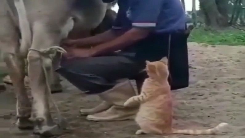 बिल्ली बार-बार इशारा कर रही है कि इस दूध पर मेरा हक़ है, 4 लाख लोगों को हंसा चुका है ये वीडियो