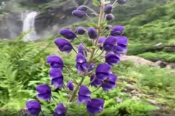 Uttarakhand's Valley Of Flowers Attracts Tourists In Large Numbers Uttarakhand's Valley Of Flowers Attracts Tourists In Large Numbers