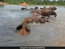 नदी में डुबकी लगा-लगाकर नहा रहे थे हाथी, सूंड में भरकर पानी एक-दूसरे के साथ ऐसे की मस्ती - देखें Cute Video नदी में डुबकी लगा-लगाकर नहा रहे थे हाथी, सूंड में भरकर पानी एक-दूसरे के साथ ऐसे की मस्ती - देखें Cute Video