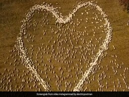 चाची के अंतिम संस्कार में नहीं पहुंच सका किसान, याद में चरती हुई भेड़ों से खेत में बनवाया दिल, कहा- उम्मीद है आप देख रही हैं चाची के अंतिम संस्कार में नहीं पहुंच सका किसान, याद में चरती हुई भेड़ों से खेत में बनवाया दिल, कहा- उम्मीद है आप देख रही हैं