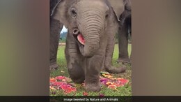 Watch: This Video Of Baby Elephant Eating Watermelon Slice Is Winning Hearts On Internet