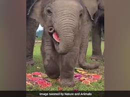 Watch: This Video Of Baby Elephant Eating Watermelon Slice Is Winning Hearts On Internet