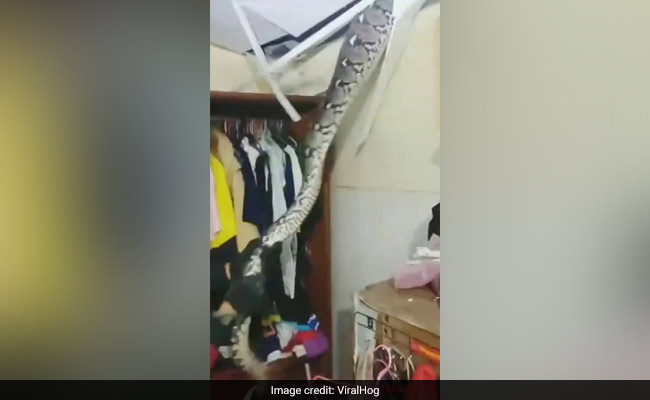 Watch: Ceiling Cracks Under The Weight Of Enormous Snake