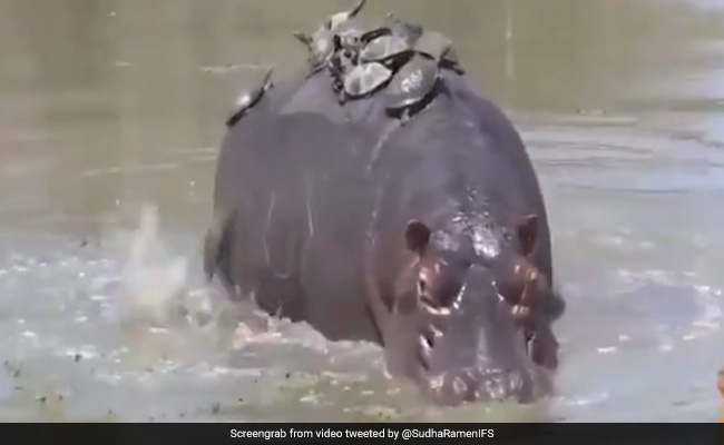 हिप्पो की पीठ पर बैठकर सवारी कर रहे थे कछुए, जैसे ही लगा झटका, गिरने लगे कछुए, लोग बोले- बिना सीट बेल्ट के सवारी - देखें Video