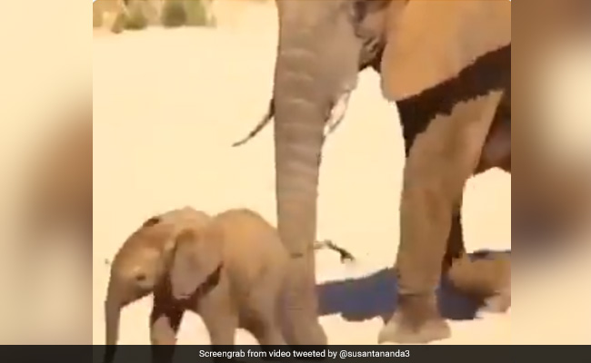 हाथी का बच्चा ठीक से चल नहीं रहा था, तो उसे सूंड से धक्का मार-मारकर चला रहा था हाथी, Video ने जीता लोगों का दिल