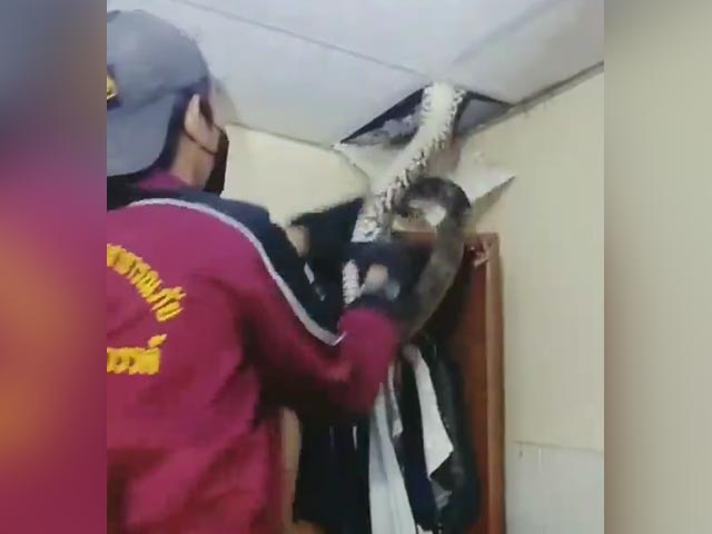 Huge Snake Extracted From Ceiling In Hair-Raising Video