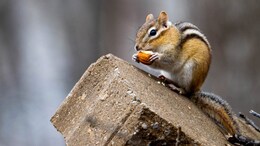 Watch: Chipmunk Binges On Plateful Of Hazelnuts; 'So Adorable', Twitter Reacts