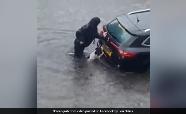 Watch: Dog Helps Woman Push Car Out Of Flooded Road In Heartwarming Video