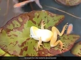 मेढक तालाब में पत्ते पर उल्टा लेटकर कर रहा था योगा, लोग बोले- इसे देखकर मन कर रहा ऑफिस से छुट्टी ले लूं - देखें Video मेढक तालाब में पत्ते पर उल्टा लेटकर कर रहा था योगा, लोग बोले- इसे देखकर मन कर रहा ऑफिस से छुट्टी ले लूं - देखें Video