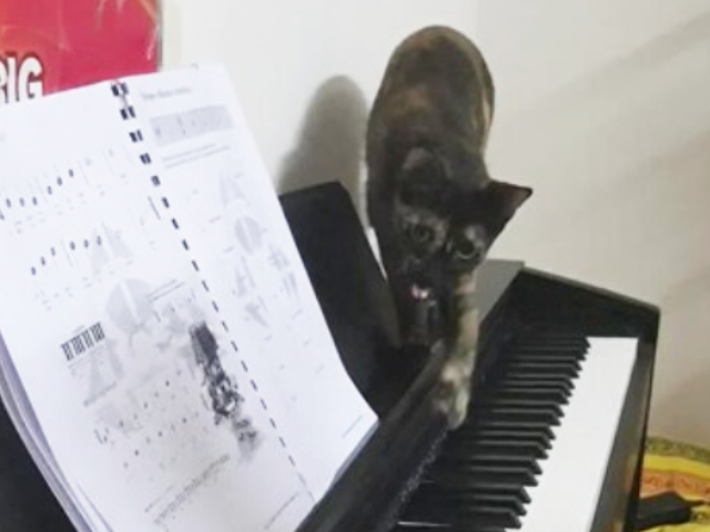 बिल्ली ने शानदार तरीके से बजाया पियानो