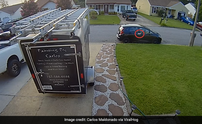 Watch: Fish Falls From Sky, Slams Into Car In Bizarre Video