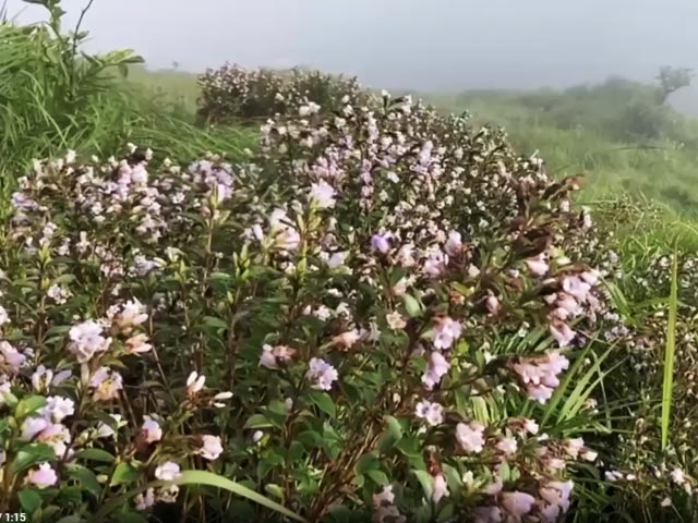 Neelakurinji Flowers Blossom In Idukki's Shantanpara Shalom Hills After 12 Years