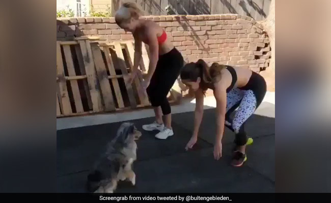 कुत्ते ने लड़कियों के साथ किया Workout, हर स्टेप की उतारी नकल, लोग बोले- अबतक का सबसे प्यारा Video