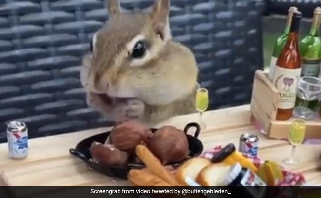 गिलहरी ने दिखाई चालाकी, एक झटके में खा लिए प्लेट में रखे सारे अखरोट, लोग बोले- बहुत Smart है ये गिलहरी - देखें Cute Video