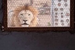 Watch: Lion Interrupts Morning Coffee With A Hair-Raising Roar Watch: Lion Interrupts Morning Coffee With A Hair-Raising Roar