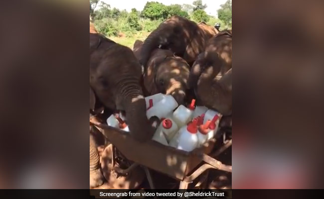 हाथी के बच्चों ने देखी दूध की ढेर सारी बोतलें, तो करने लगे ऐसी मजेदार हरकतें, देखें दिल जीत लेने वाला Video