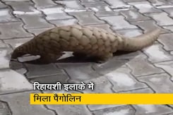 VIDEO: नोएडा में मिला दुर्लभ प्रजाति का पैंगोलिन VIDEO: नोएडा में मिला दुर्लभ प्रजाति का पैंगोलिन