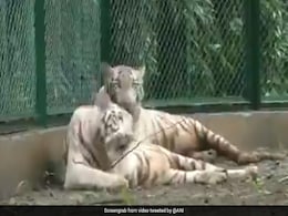 सूरत के चिड़ियाघर को मिला सफेद बाघों का एक जोड़ा, दोनों के शाही अंदाज़ ने जीता लोगों का दिल - देखें Video सूरत के चिड़ियाघर को मिला सफेद बाघों का एक जोड़ा, दोनों के शाही अंदाज़ ने जीता लोगों का दिल - देखें Video