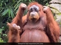 वनमानुष को बाड़े में पड़ा मिला टूरिस्ट का चश्मा, तो लगाकर जबरदस्त स्टाइल में देने लगा पोज़, फिर चश्मे का किया ये हाल - देखें Video वनमानुष को बाड़े में पड़ा मिला टूरिस्ट का चश्मा, तो लगाकर जबरदस्त स्टाइल में देने लगा पोज़, फिर चश्मे का किया ये हाल - देखें Video