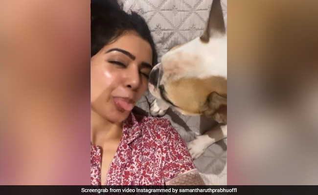 "The Chronicles Of Being Cute," Featuring Samantha Ruth Prabhu And Pet Pooch Hash