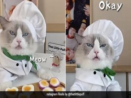 Watch: Adorable Cat Chef Puts A Hilarious Spin To Viral Cooking Hacks Watch: Adorable Cat Chef Puts A Hilarious Spin To Viral Cooking Hacks