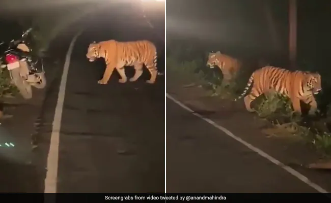 बाघ ने सड़क जाम कर दिया, आनंद महिंद्रा ने कहा- सड़क सिर्फ XUV गाड़ी ही नहीं जाम करती है