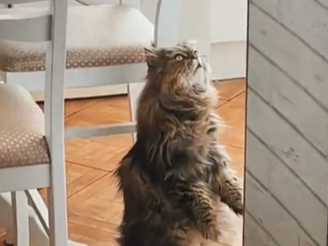 अजीब ढंग से टीवी देख रही थी बिल्ली, देखकर डर गए लोग