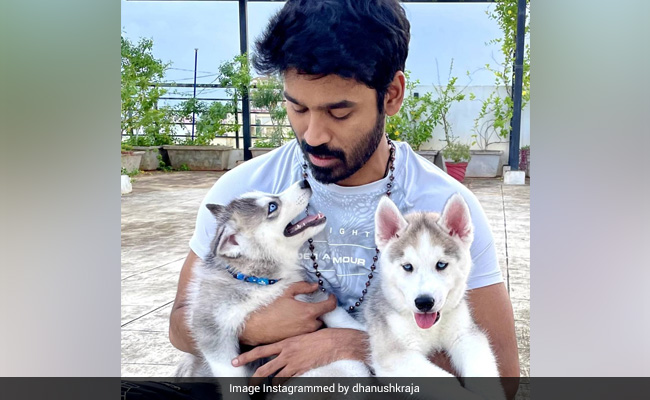Meet Dhanush's New Partners-In-Crime, Husky Pups King And Kong