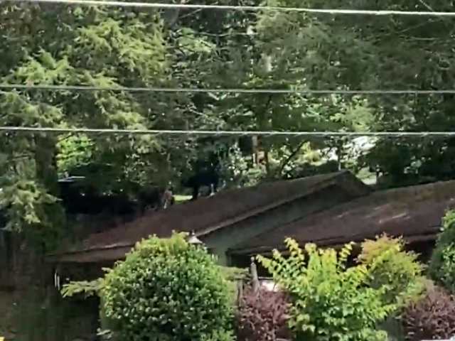 घर की छत पर चढ़कर भालू ने किया गजब खेल