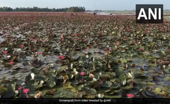 Kerala Village Turns Pink As Water Lilies Cover Paddy Fields