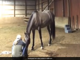 घोड़े ने मालिक को रोते हुए देखा, तो उसे हंसाने के लिए पास आकर किया कुछ ऐसा, Video ने जीता लोगों का दिल घोड़े ने मालिक को रोते हुए देखा, तो उसे हंसाने के लिए पास आकर किया कुछ ऐसा, Video ने जीता लोगों का दिल