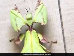 बताइए ये पत्ती है या कीड़ा ? देखकर चकराया लोगों का दिमाग - देखें Viral Video बताइए ये पत्ती है या कीड़ा ? देखकर चकराया लोगों का दिमाग - देखें Viral Video