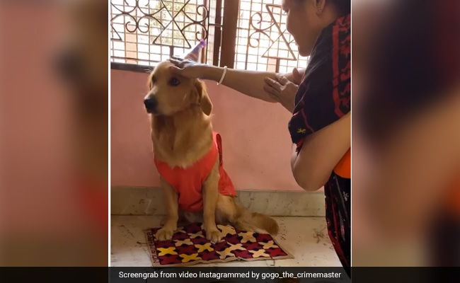 कुत्ते के जन्मदिन पर दिखा उसका गजब स्वैग, घरवालों ने पूरे विधि-विधान से की पूजा, बनाए ढेरों पकवान - देखें Video