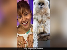 रुबीना दिलैक की बहन ने बंदर की तस्वीर शेयर कर दी जन्मदिन की बधाई, फैंस बोले- ये है असली बहन का प्यार... रुबीना दिलैक की बहन ने बंदर की तस्वीर शेयर कर दी जन्मदिन की बधाई, फैंस बोले- ये है असली बहन का प्यार...