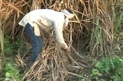 UP Farmers Say Centre's Rs 5 Hike In Sugarcane Prices Not Enough UP Farmers Say Centre's Rs 5 Hike In Sugarcane Prices Not Enough