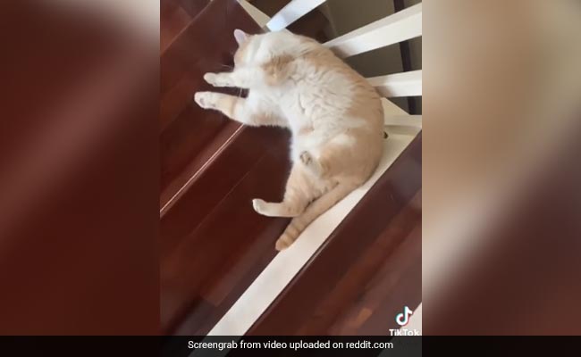 उल्टा लेटकर रेंगते हुए सीढ़ियों से उतर रही थी बिल्ली, Video देख हैरान रह गए लोग, बोले- कितनी मेहनती है ये बिल्ली