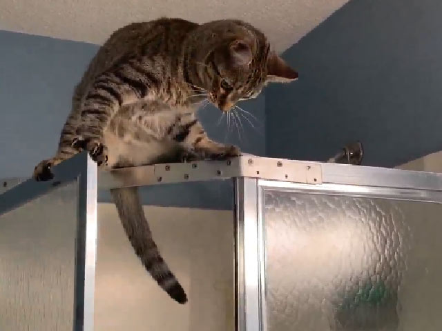 Kitty Does The Splits While Climbing Shower In ROFL Video