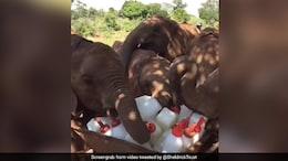 Watch: Baby Elephants Successfully 'Plotting A Milk Heist' Is The Best Thing On Internet Today