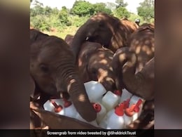 Watch: Baby Elephants Successfully 'Plotting A Milk Heist' Is The Best Thing On Internet Today