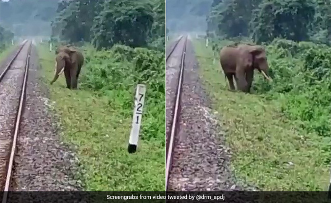 Watch: Loco Pilots Halt Train To Save Elephant Near Railway Track