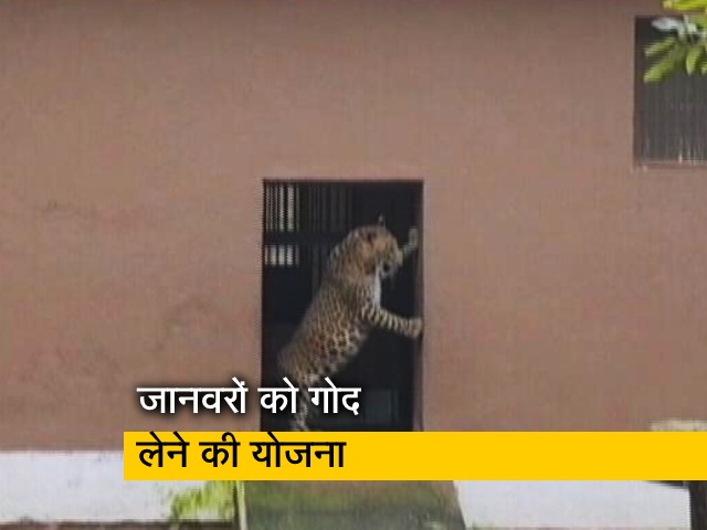 संजय गांधी नेशनल पार्क के जानवरों को गोद लेने के लिए मची होड़, देखिए रिपोर्ट