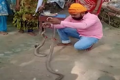On Camera, Bihar Man, 25, Bitten By Snake While Celebrating Rakhi; Dies On Camera, Bihar Man, 25, Bitten By Snake While Celebrating Rakhi; Dies