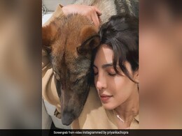 How Priyanka Chopra Made Pet Pooch Gino's 2nd Birthday Special How Priyanka Chopra Made Pet Pooch Gino's 2nd Birthday Special