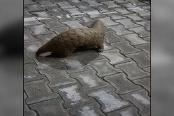 Rare Species Of Pangolin Found On Noida Streets, Rescued Rare Species Of Pangolin Found On Noida Streets, Rescued