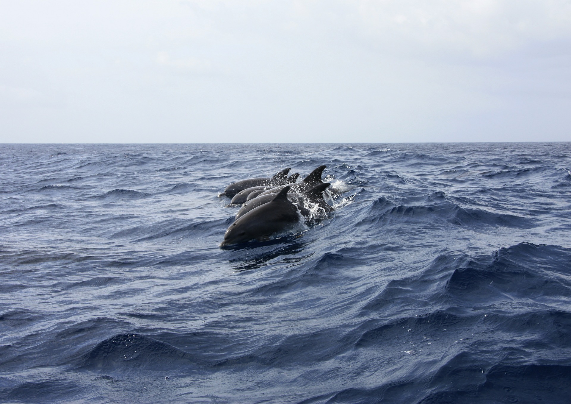 Rare Dolphin With 'Thumbs' Spotted In Greek Gulf, Researchers Surprised