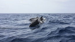 Man Found Surrounded By Dolphins After 12 Hours At Sea