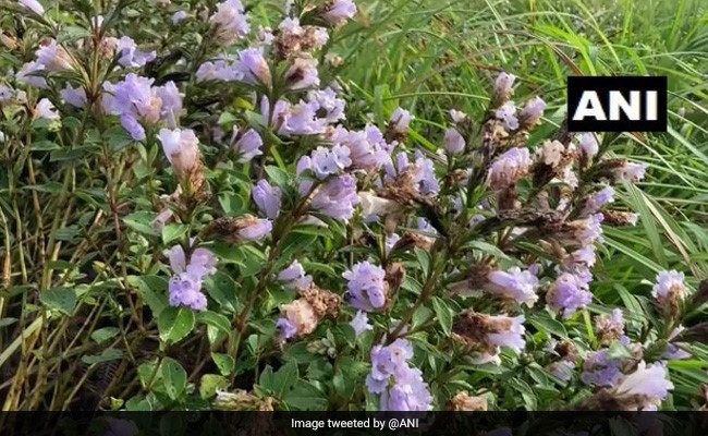 Watch: Neelakurinji Flowers That Bloom Once In 12 Years Blossom In Kerala