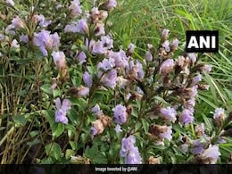 Watch: Neelakurinji Flowers That Bloom Once In 12 Years Blossom In Kerala Watch: Neelakurinji Flowers That Bloom Once In 12 Years Blossom In Kerala