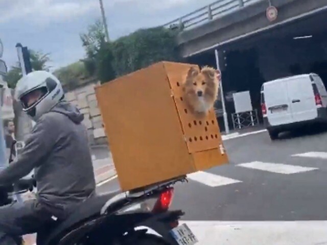 स्कूटर के सेफ्टी बॉक्स में बैठकर कुत्ते ने की सवारी